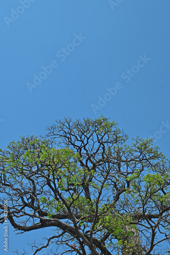 tree and sky