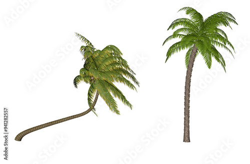 Coconut and palm tree 3D set of 2 photo