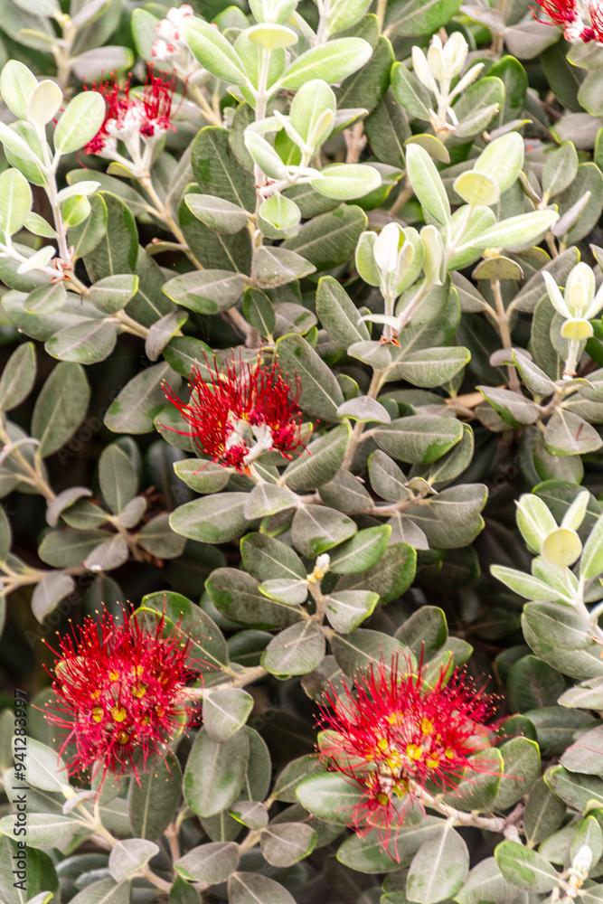 Metrosideros excelsa pertenece a la familia Myrtaceae. Metrosideros excelsa pertenece a la familia Myrtaceae.