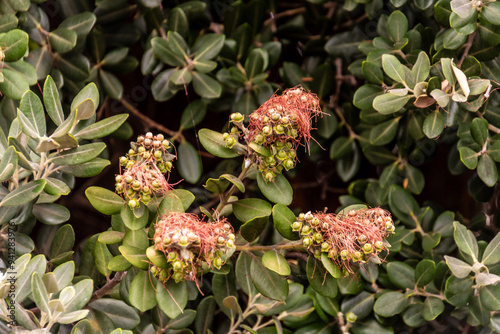 Metrosideros excelsa pertenece a la familia Myrtaceae. photo