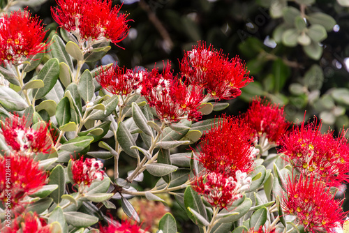 Metrosideros excelsa pertenece a la familia Myrtaceae. photo