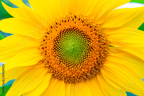 Common sunflower (Helianthus annuus),  annual plant grown as a crop for its edible oilseeds. Macro close up of the big inflorenscence with yellow tepals and florets in circular spiral arrangement