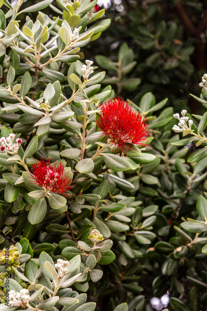 Metrosideros excelsa pertenece a la familia Myrtaceae. Metrosideros excelsa pertenece a la familia Myrtaceae.