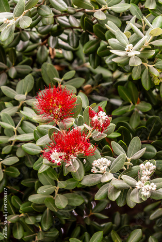 Metrosideros excelsa pertenece a la familia Myrtaceae.