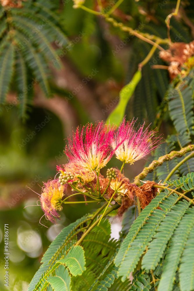 Albizia julibrissin pertenece a la familia Fabaceae. Albizia julibrissin pertenece a la familia Fabaceae.
