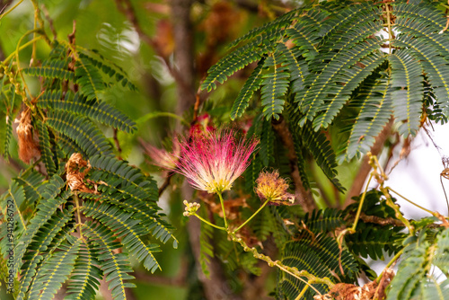 Albizia julibrissin pertenece a la familia Fabaceae. photo