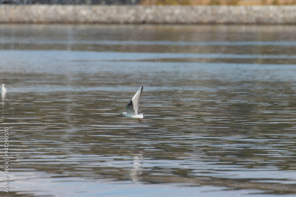 Fototapeta premium カモメが翔んだ日