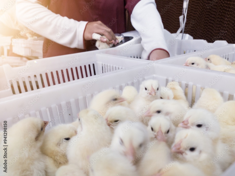 Chicken vaccine injection process ,Vaccine injection process on newborn chickens in hatchery production activity.