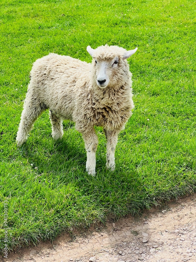 Obraz premium Feeling woolly and carefree 