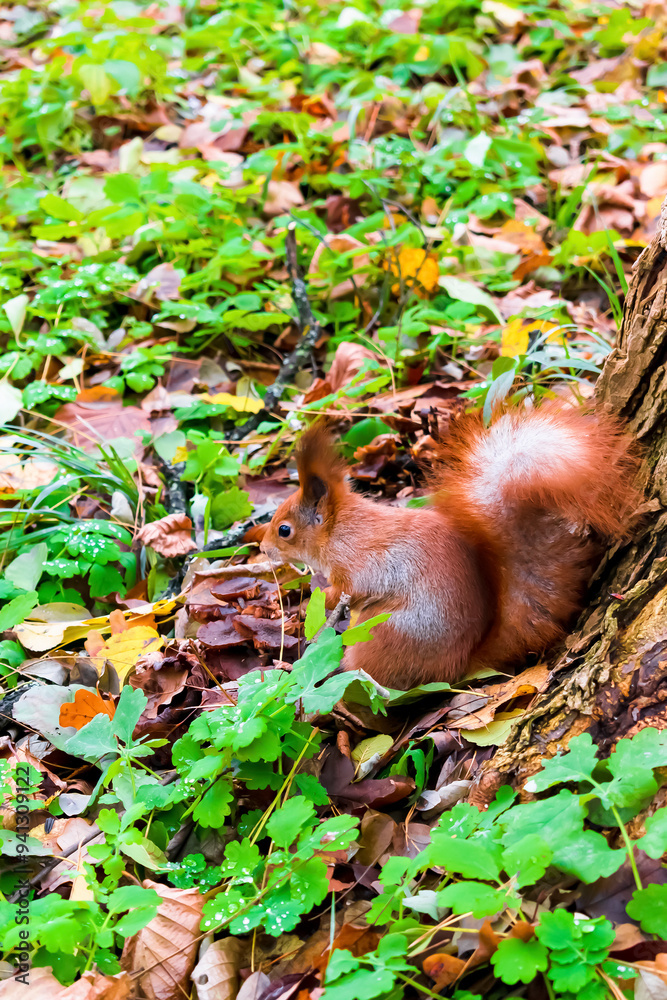 Obraz premium Cute fluffy red squirrel sitting on grass,looking for food near big tree in city park or forest on autumn fall day. wild animal life