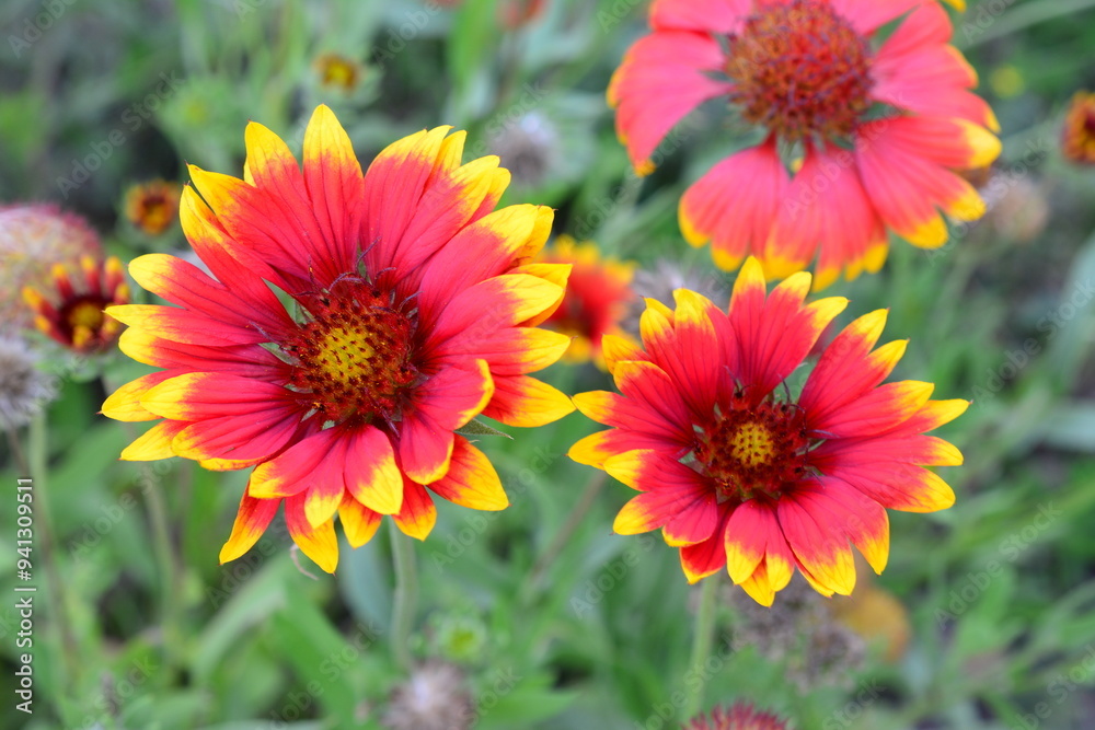 red and yellow gaillardia flowers that are in a garden close up red and yellow gaillardia flowers that are in a garden close up