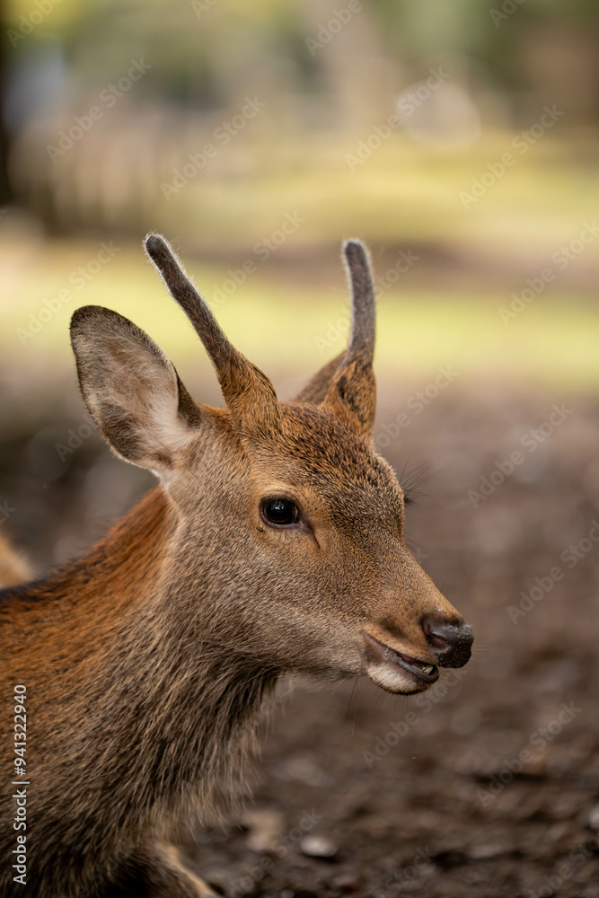 Japan Nara Deer Close up Japan Nara Deer Close up