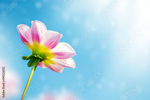 Colorful dahlia flowers on a background of the autumn landscape