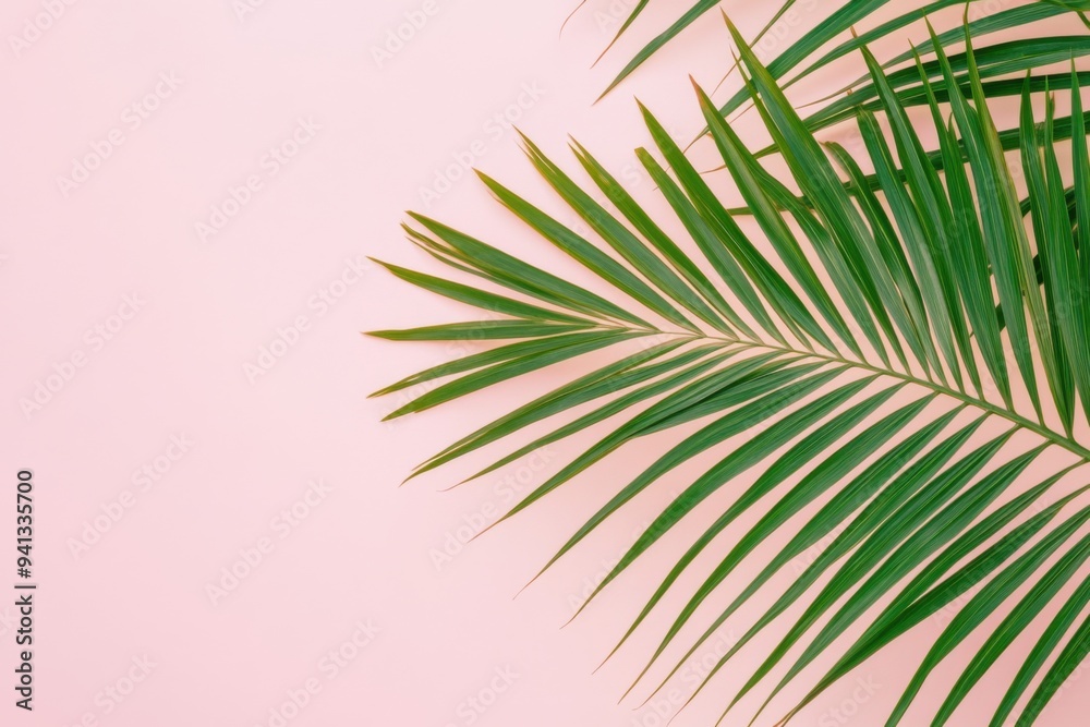 Fototapeta premium Tropical Palm Leaves on a Soft Pink Background