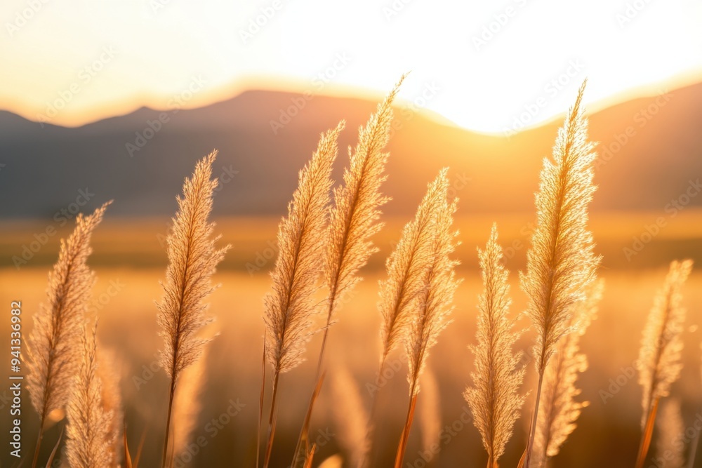Golden Grasses in the Sunset with Distant Mountains Golden Grasses in the Sunset with Distant Mountains
