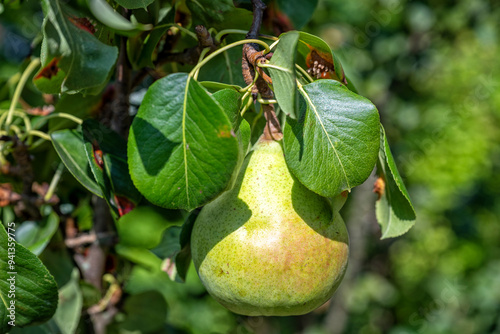 single early ripe Bartlett pear (Williams Christ pear)