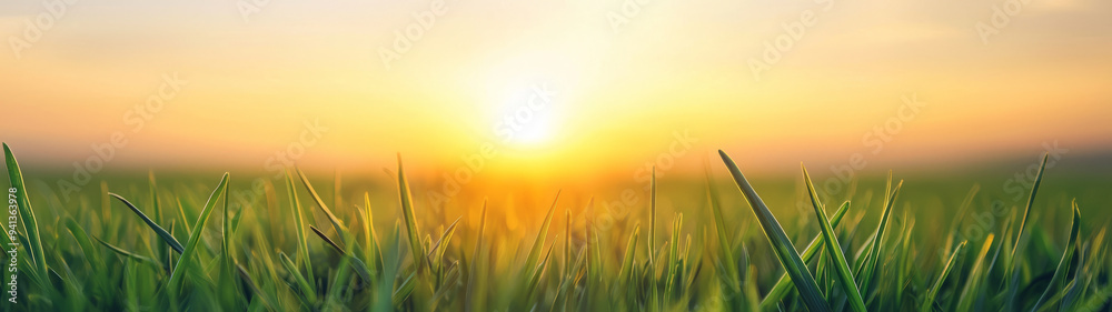 A serene sunrise over lush green grass evokes sense of peace and tranquility. warm light creates beautiful atmosphere, inviting fresh start. A serene sunrise over lush green grass evokes sense of peace and tranquility. warm light creates beautiful atmosphere, inviting fresh start.