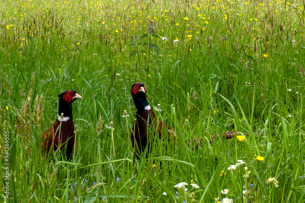 Fototapeta premium Confused Cock Pheasants