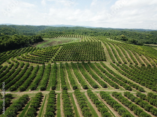 citrus plantation in argentina