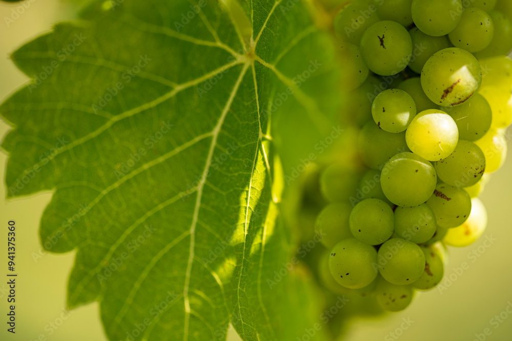 A bunch of grapes hiding from the summer sun under vine leaves.
A bunch of grapes hiding from the summer sun under vine leaves.