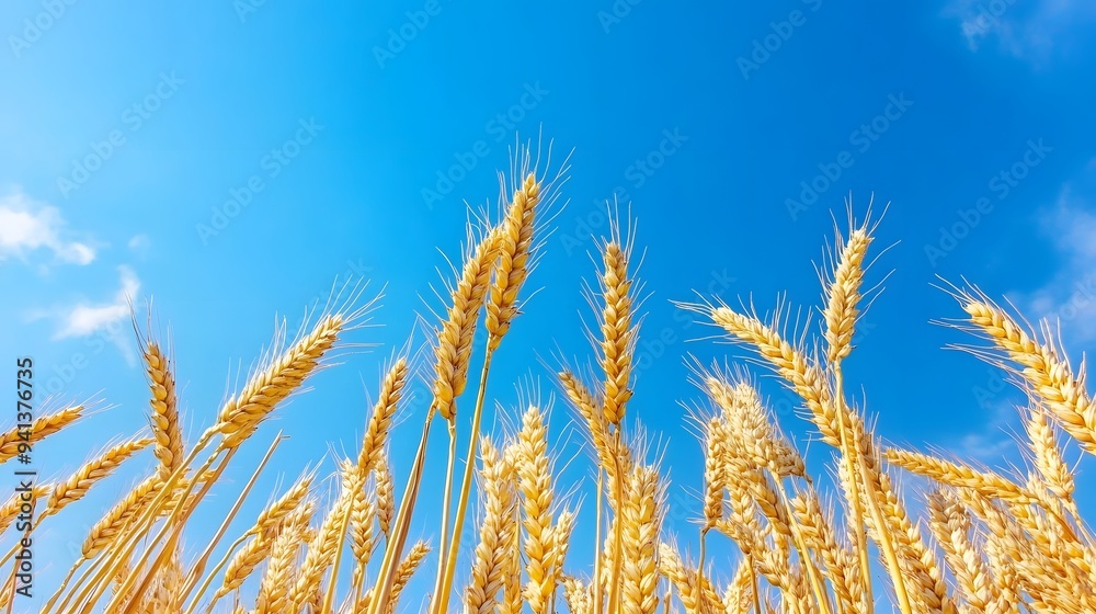 Tall and yellow wheat plants set against a bright blue sky, creating a vibrant and scenic outdoor landscape with a clear and sunny backdrop....... Tall and yellow wheat plants set against a bright blue sky, creating a vibrant and scenic outdoor landscape with a clear and sunny backdrop.......