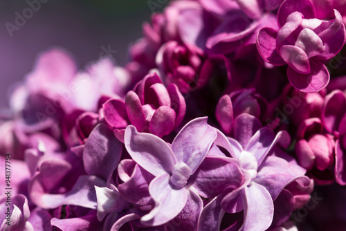 Lilac plant (syringa vulgaris) on a bush . Macro shot