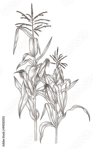Vector illustration of corn on stalks in engraving style