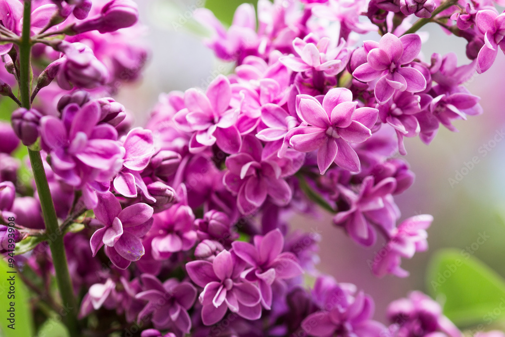 Lilac plant (syringa vulgaris) on a bush . Close up view Lilac plant (syringa vulgaris) on a bush . Close up view