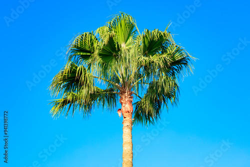 Obraz na płótnie Palm tree in front of blue sky w salonie