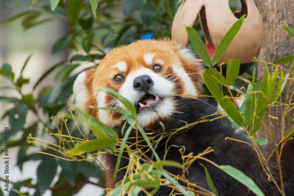 レッサーパンダ