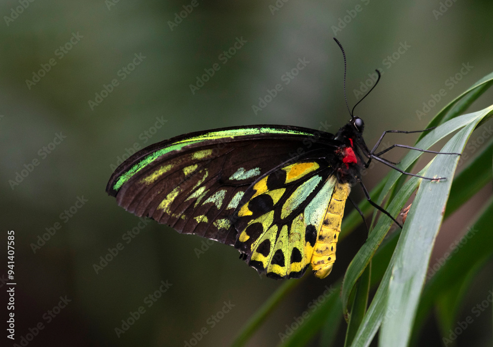 Fototapeta premium Colour Butterfly species on natural leaves