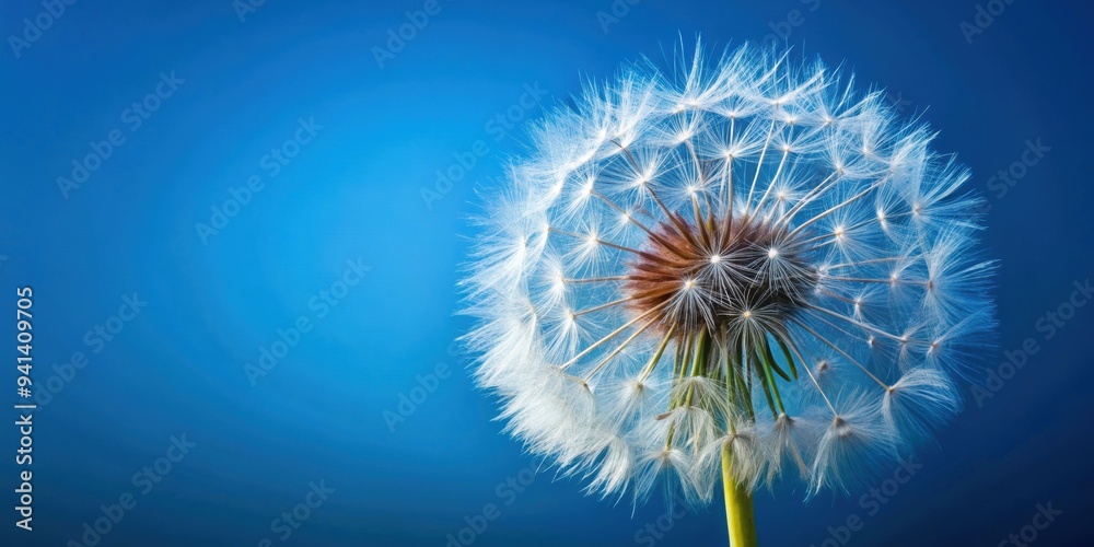 Close up of dandelion against a blue background, dandelion, nature, plant, flower, macro, close up, detail, delicate, soft Close up of dandelion against a blue background, dandelion, nature, plant, flower, macro, close up, detail, delicate, soft