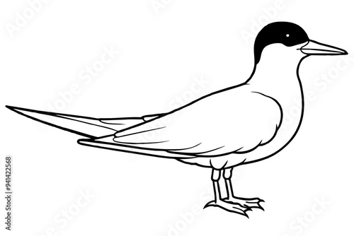 Cute bird of tern bird line art vector art illustration  photo