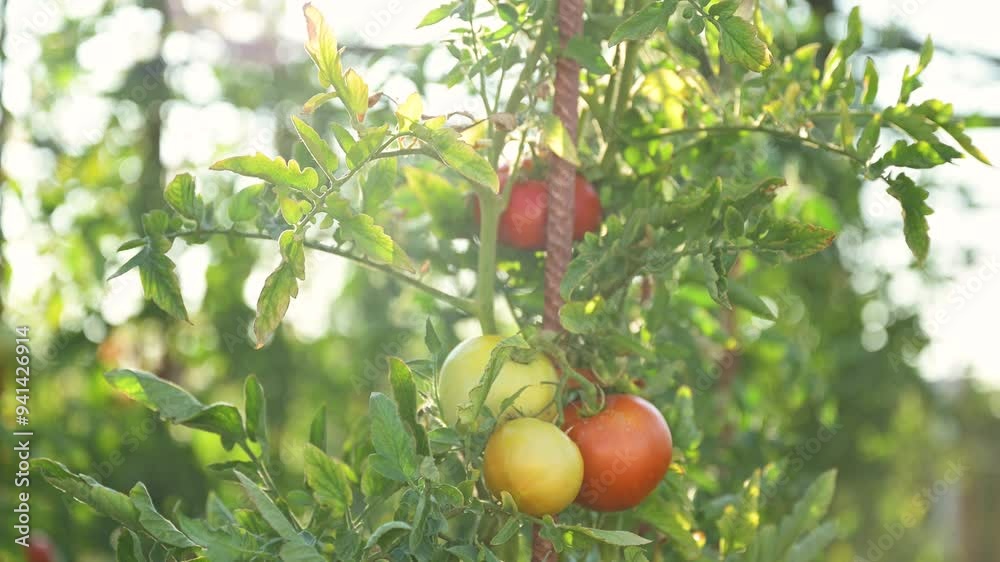 Ripening homegrown tomato fruit in organic garden Ripening homegrown tomato fruit in organic garden