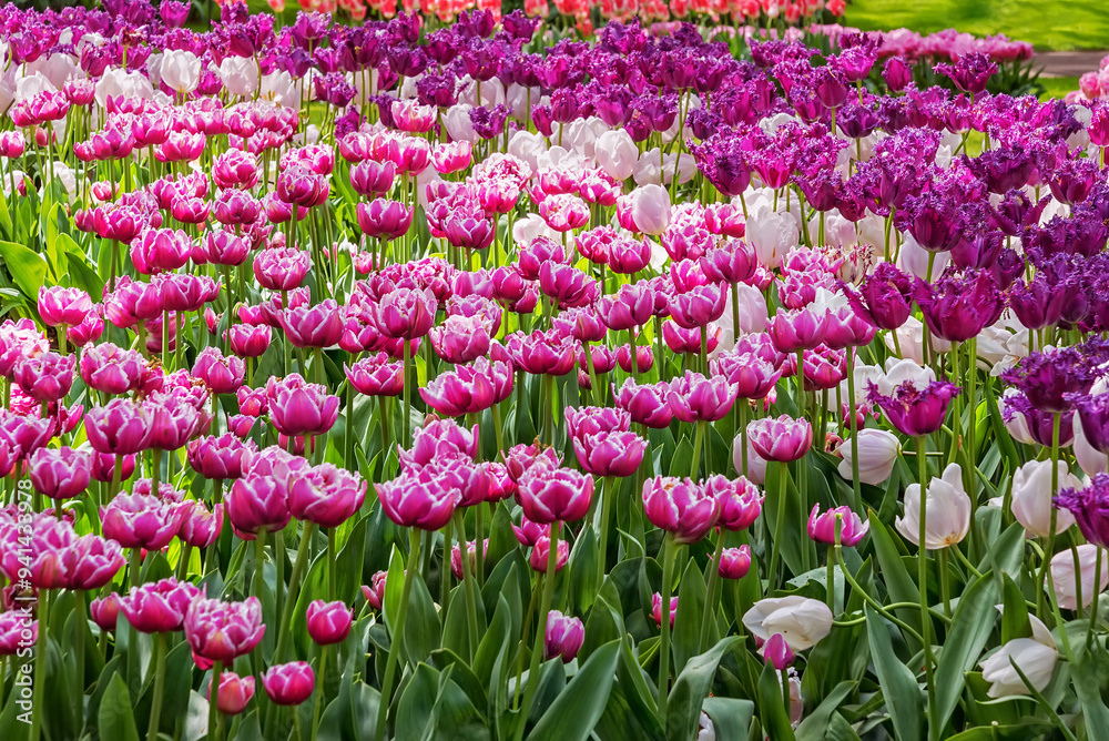 The variety of exotic tulips in bloom in a park in the Netherlands. Tulip Foggia The variety of exotic tulips in bloom in a park in the Netherlands. Tulip Foggia