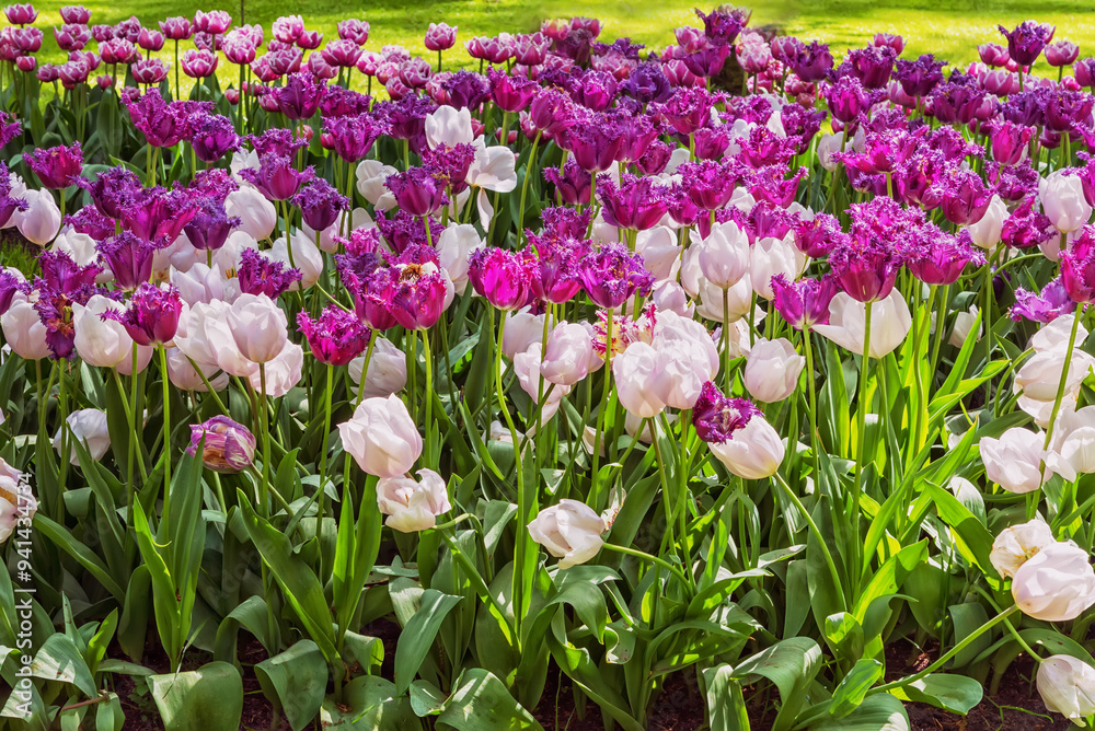 The variety of exotic lilac and pink tulips in bloom The variety of exotic lilac and pink tulips in bloom
