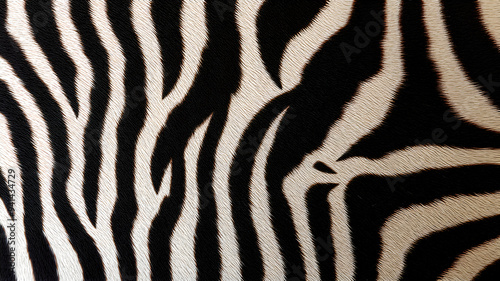 background texture zebra skin