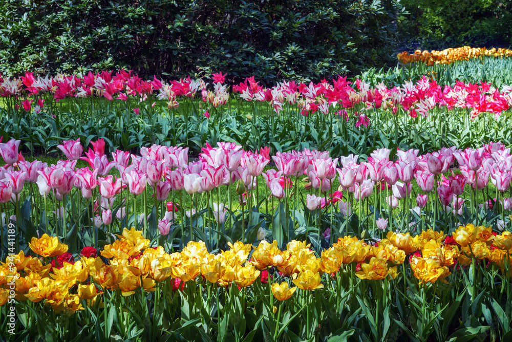 Flower bed of exotic, colorful, exquisite tulips Flower bed of exotic, colorful, exquisite tulips