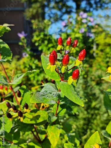 Hypericum perforatum