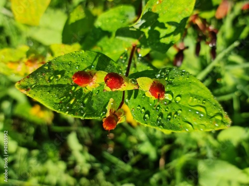 red buds with water drops Hypericum perforatum