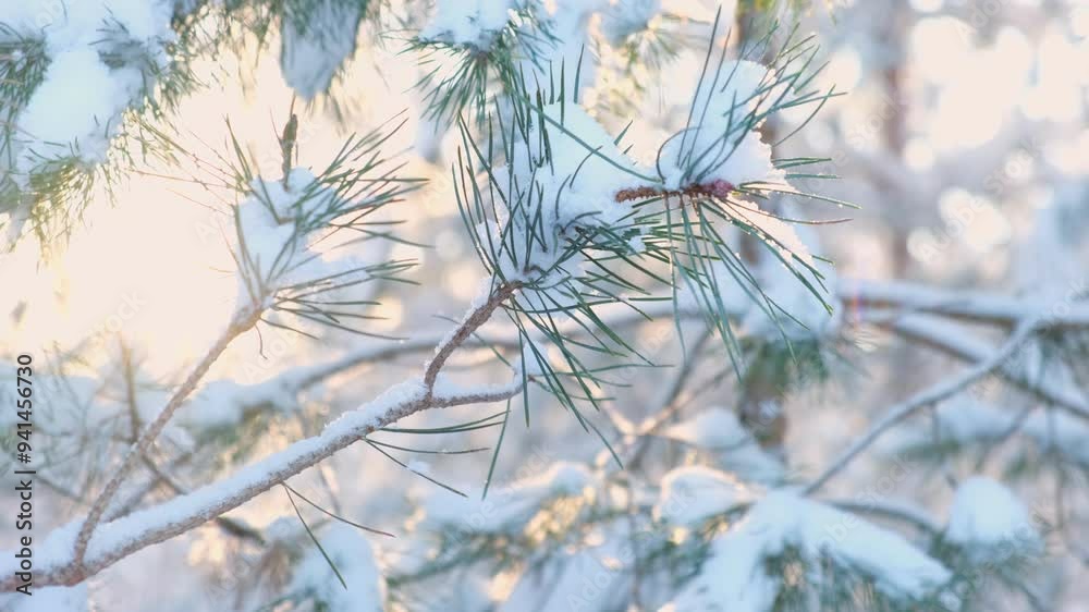 Frozen iced branches of pine tree against sun during sunny day in winter. Macro close up view of evergreen trees covered by snow. Winter forest. Plants in the wood at frosty weather. Nature landscape