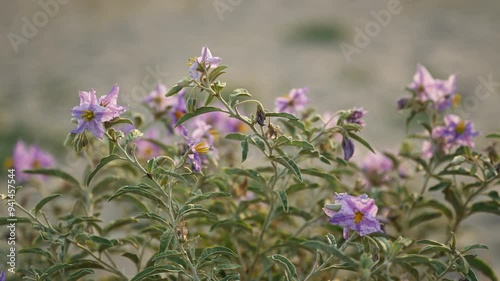 Silverleaf nightshade (Solanum elaeagnifolium) is uncultivated weed plant also known as prairie berry or satansbos photo