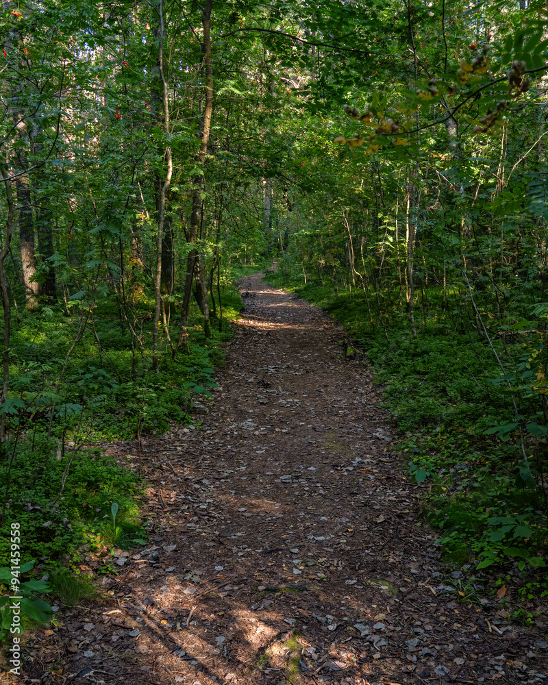 Fototapeta premium A leafy path in a green forest