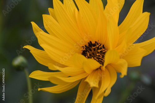 a bright yellow flower with a dark center, set against a blurred background
