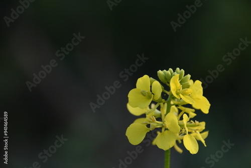 a yellow flower with multiple petals and a green center