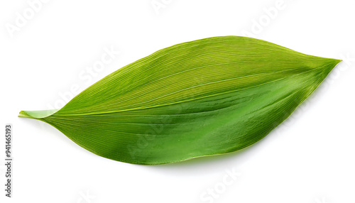 lily valley leaf isolated white background