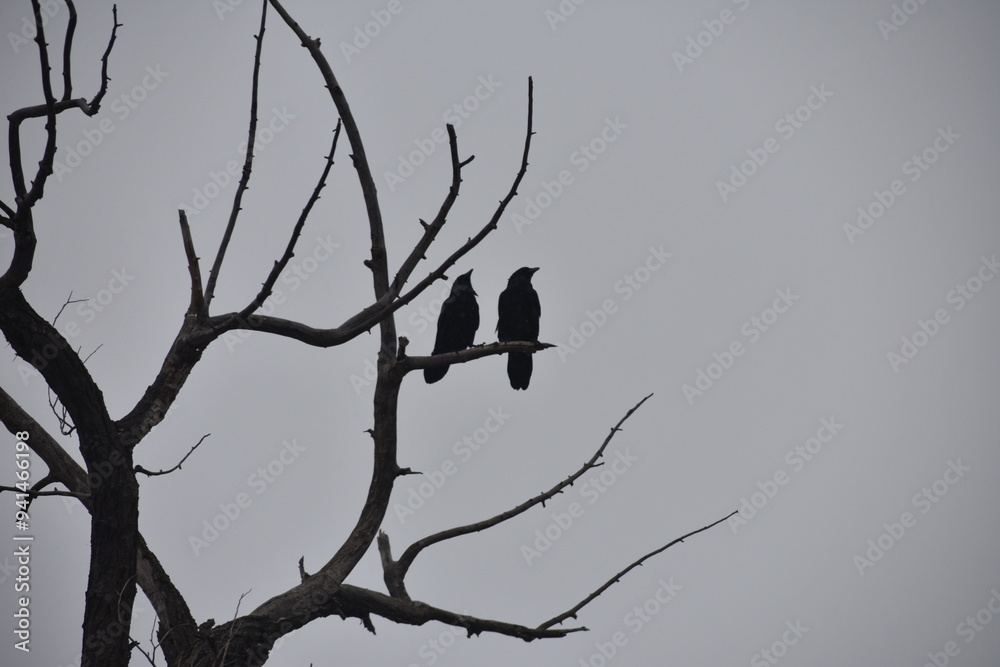 Ravens Perched on a Tree Branch Grey Foggy Colorado Winter Day Ravens Perched on a Tree Branch Grey Foggy Colorado Winter Day