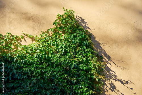 A climbing plant on a wall from The Old Town or Gamlebyen of Fredrikstad, Norway, in August 2024. photo