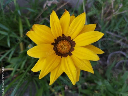 yellow flower in the garden