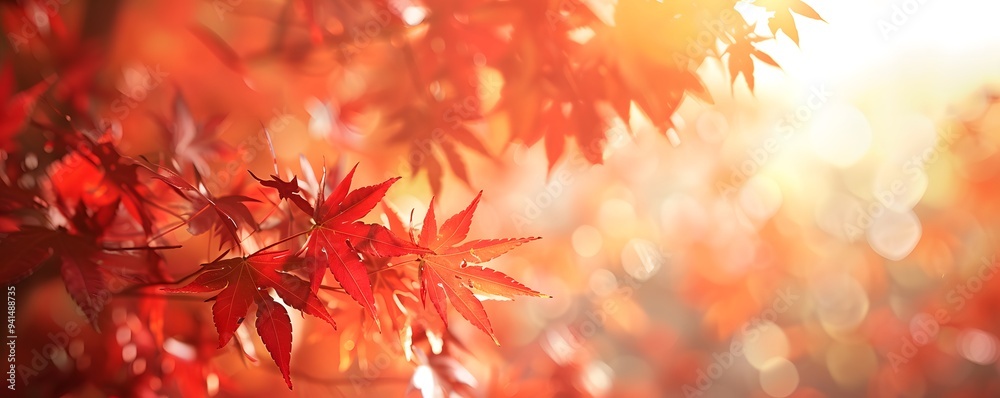 Vibrant autumn maple leaves glowing in warm sunlight, creating a serene and radiant atmosphere Vibrant autumn maple leaves glowing in warm sunlight, creating a serene and radiant atmosphere